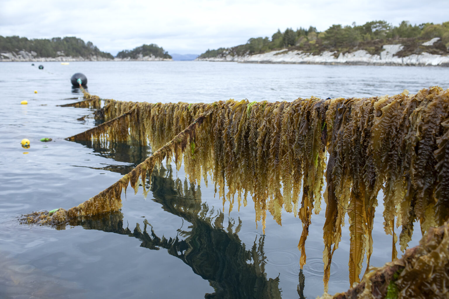 Kelp and sea