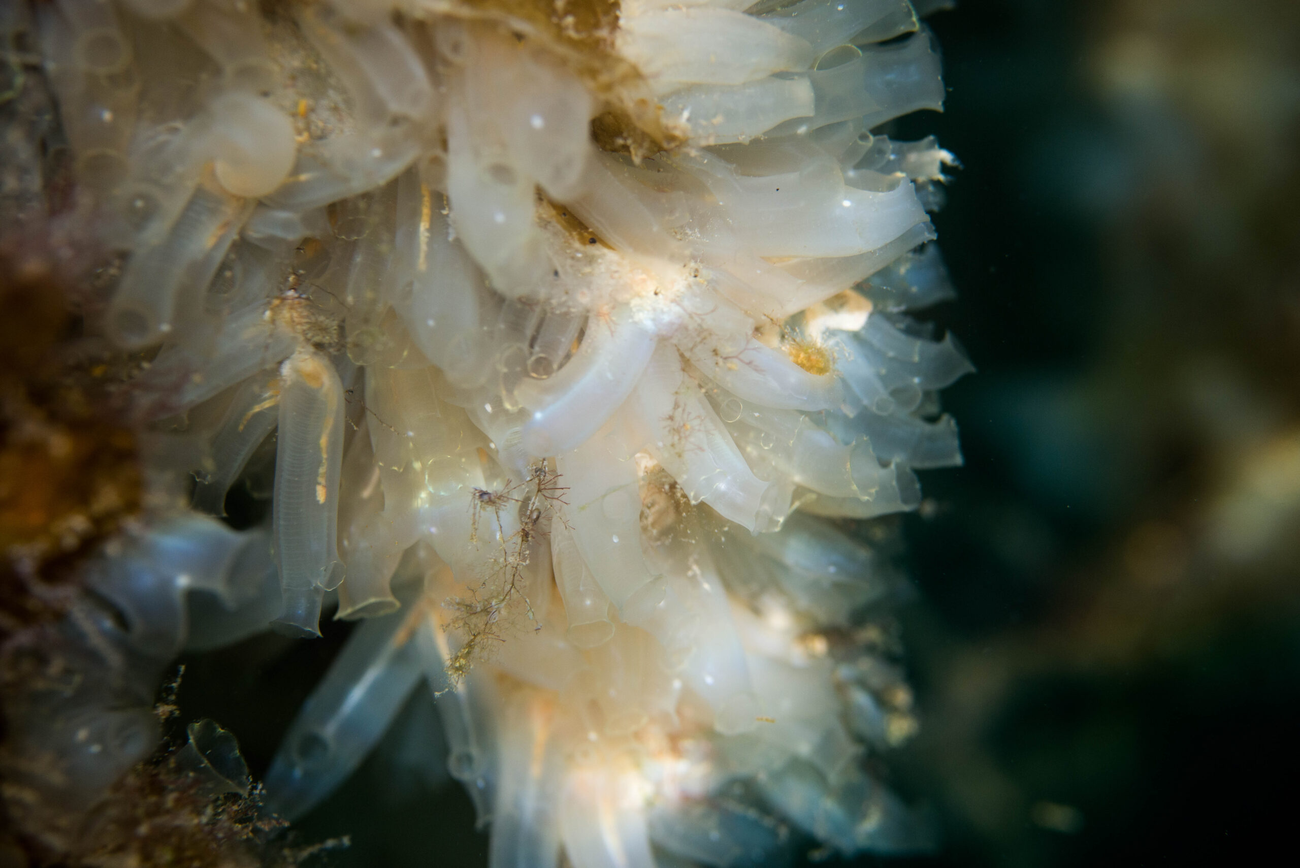 Sea squirt is the new taco ingredient - NCE Seafood